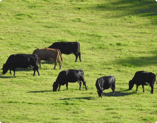 Angus cattle grazing in a pasture